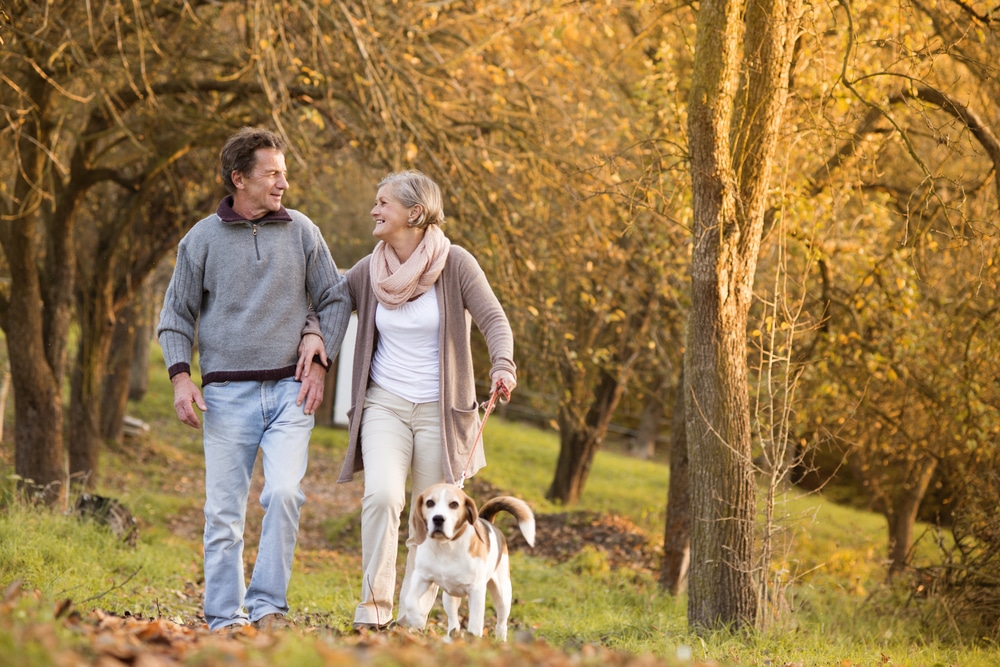 Senior,Couple,Walking,Their,Beagle,Dog,In,Autumn,Countryside